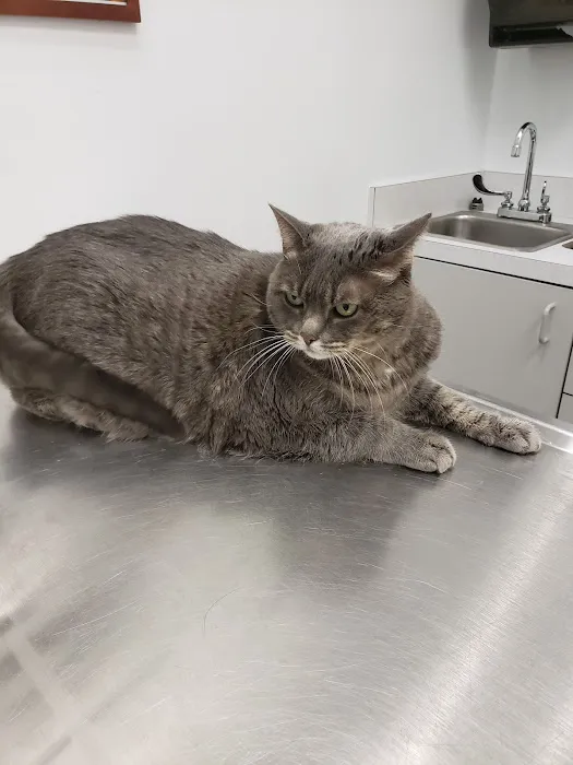 American Veterinary Hospital of Simi Valley Picture 4