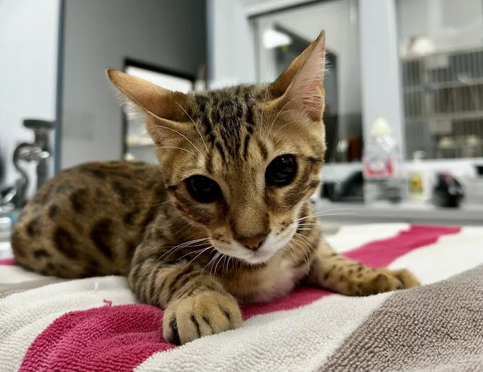 American Veterinary Hospital of Simi Valley Picture 10