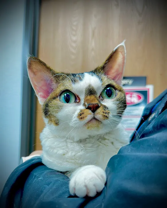 American Veterinary Hospital of Simi Valley Picture 8