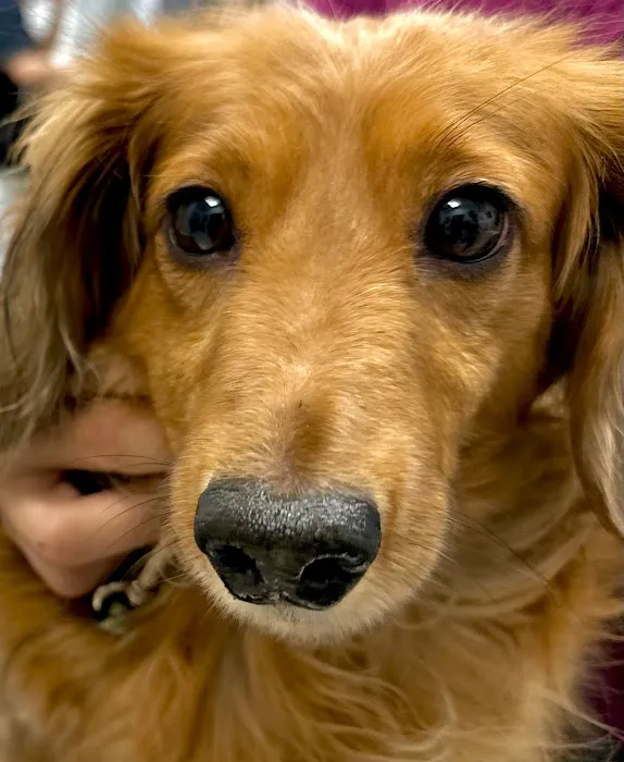 American Veterinary Hospital of Simi Valley Picture 7