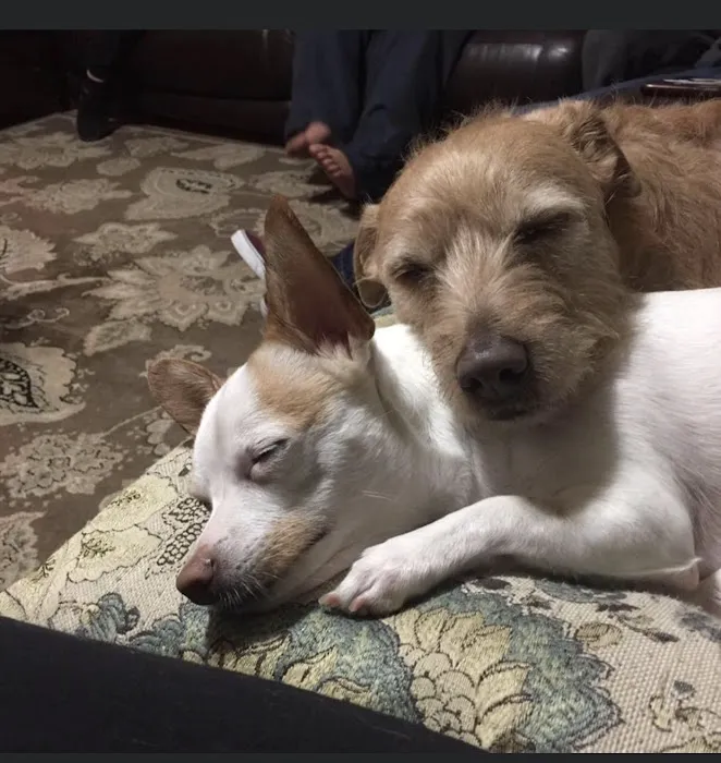 Park Animal Hospital Picture 1