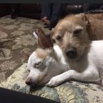 Park Animal Hospital