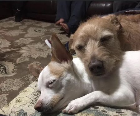 Park Animal Hospital