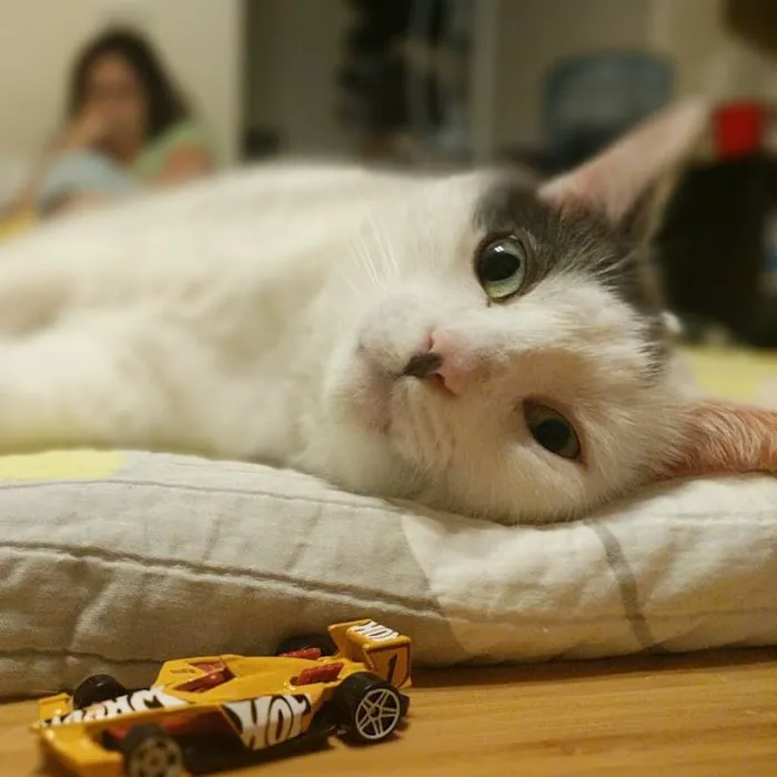 Park Animal Hospital Picture 4