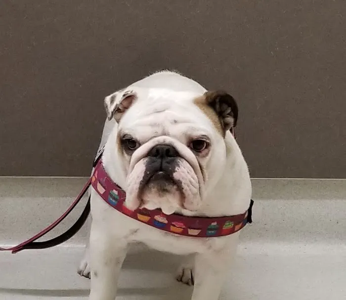 Park Animal Hospital Picture 5