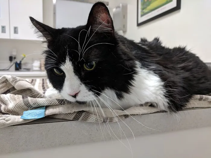 Park Animal Hospital Picture 9