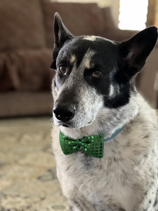 Park Animal Hospital Picture 8