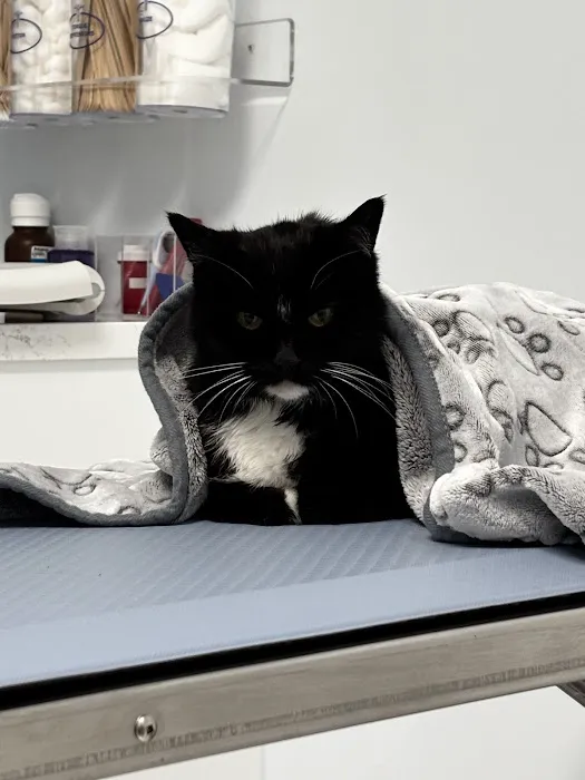 Simi Valley Animal Urgent Care Picture 3