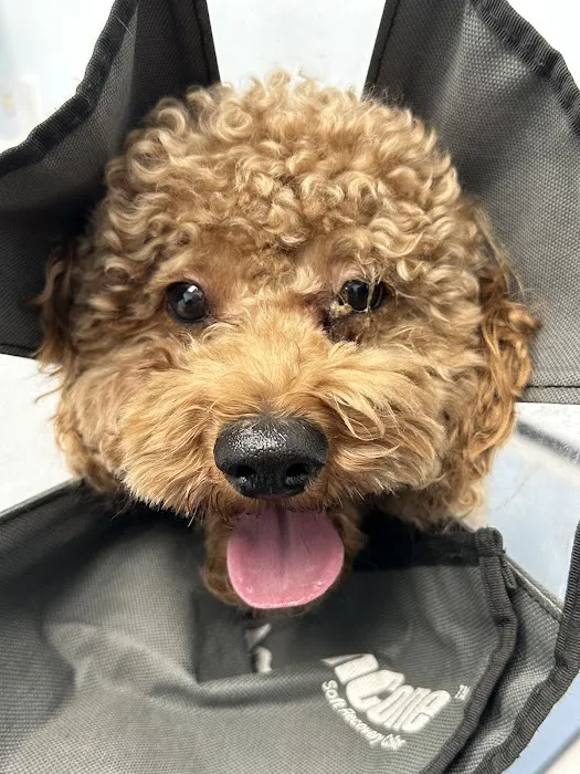 Simi Valley Animal Urgent Care Picture 2