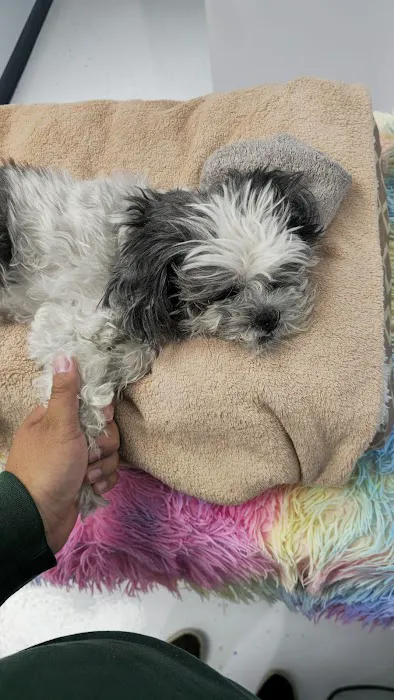 Simi Valley Animal Urgent Care Picture 4