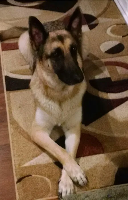 Simi Valley Animal Urgent Care Picture 5