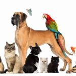 Zen Dog Holistic Mobile Veterinary Care