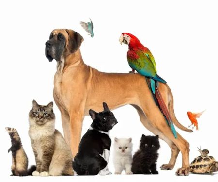 Zen Dog Holistic Mobile Veterinary Care