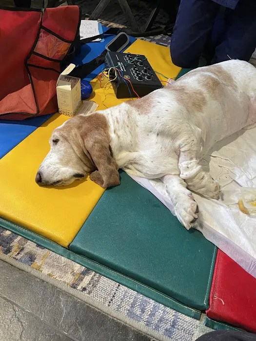 Zen Dog Holistic Mobile Veterinary Care Picture 3