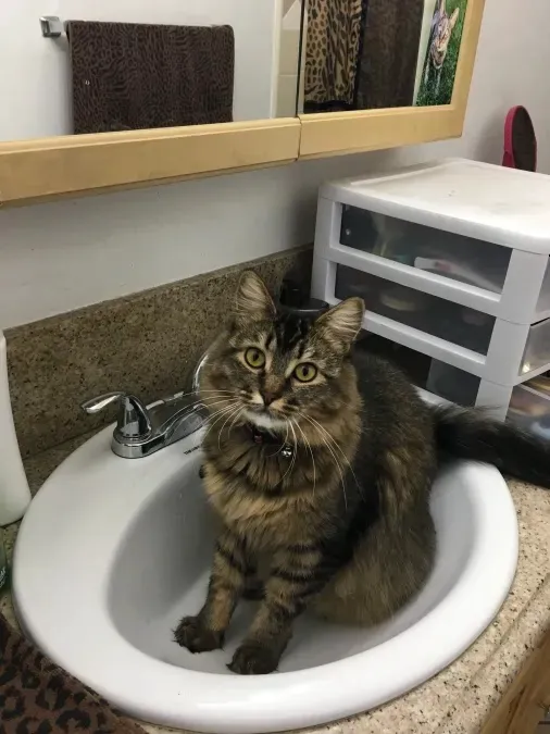 Murrieta Family Pet Hospital Picture 3