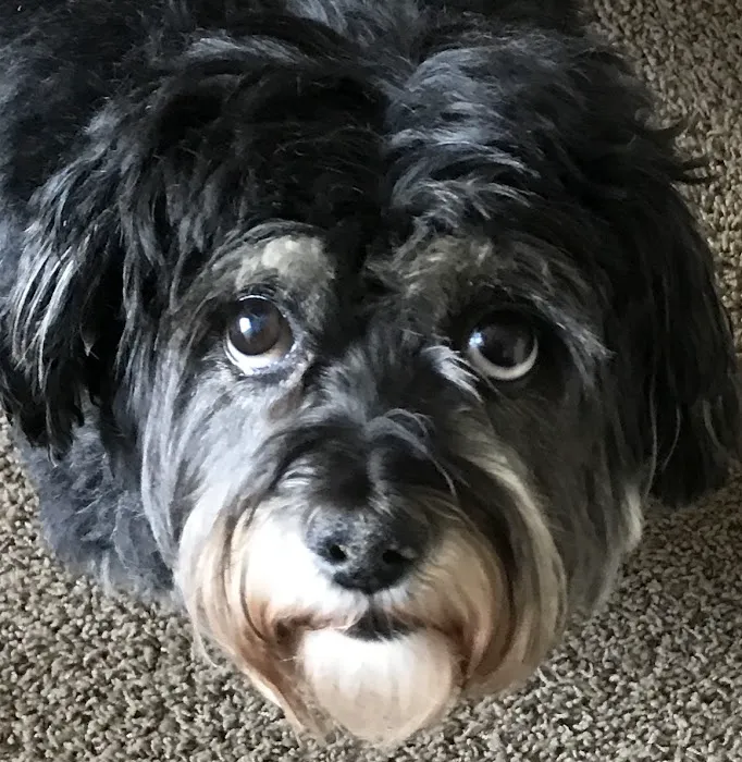 Murrieta Family Pet Hospital Picture 5