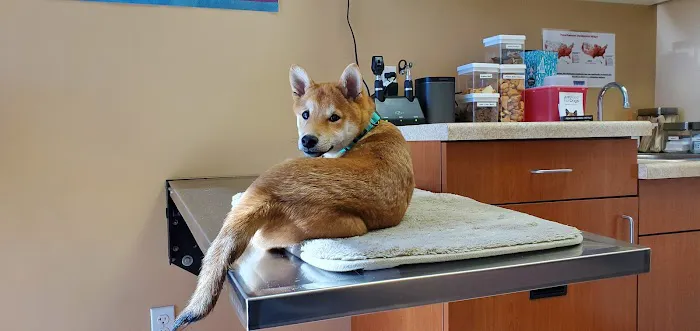 Murrieta Family Pet Hospital Picture 4