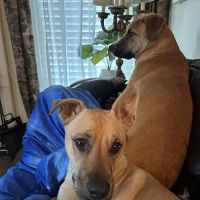 Ark Animal Hospital ico