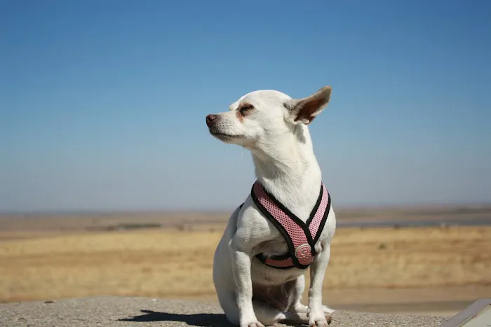 Ark Animal Hospital Picture 3