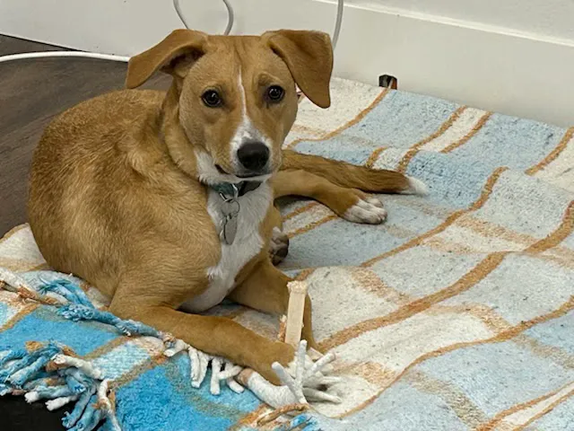 Ark Animal Hospital Picture 10