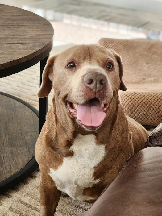 Hot Springs Animal Hospital Picture 5