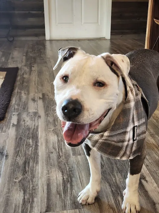 Hot Springs Animal Hospital Picture 3