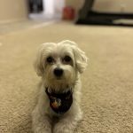 Hot Springs Animal Hospital