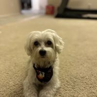 Hot Springs Animal Hospital ico