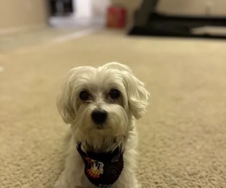 Hot Springs Animal Hospital