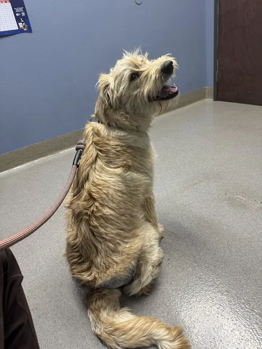 Hot Springs Animal Hospital Picture 6