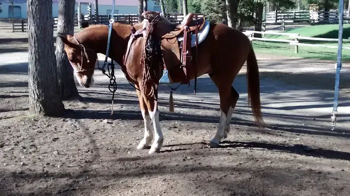 Murrieta Equine Associates Picture 2