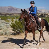 Murrieta Equine Associates ico