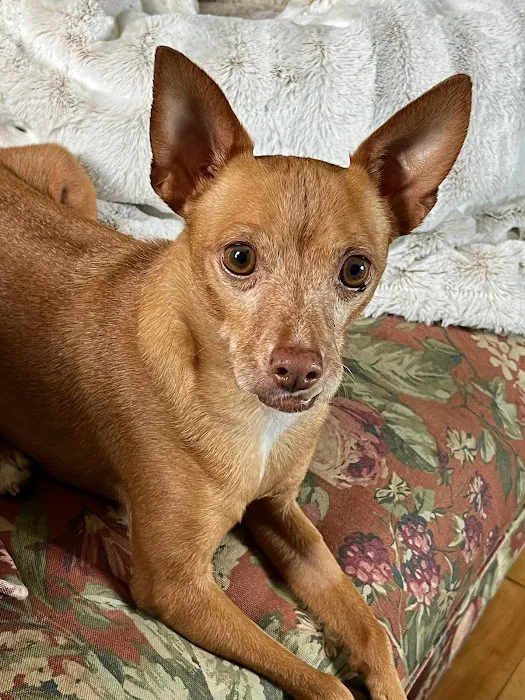 Banfield Pet Hospital Picture 1