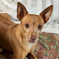 Banfield Pet Hospital ico