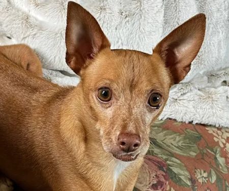 Banfield Pet Hospital