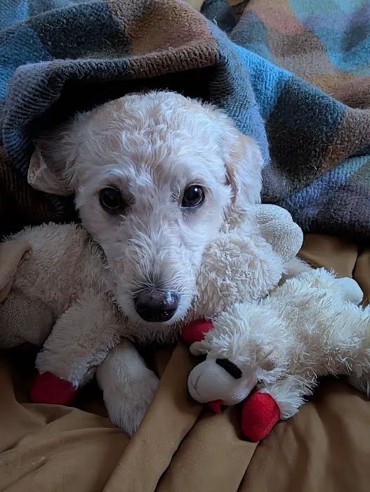 Banfield Pet Hospital Picture 9