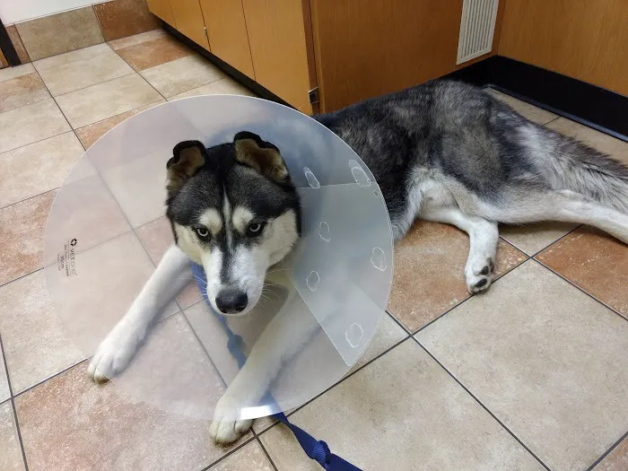 Banfield Pet Hospital Picture 6