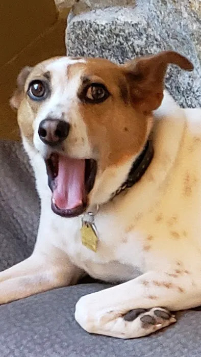 Old Town Veterinary Hospital Picture 3