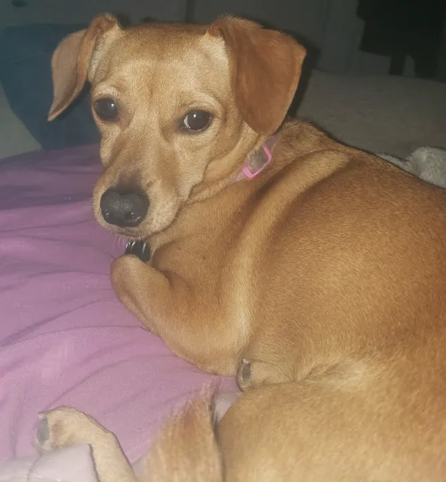 Old Town Veterinary Hospital Picture 4