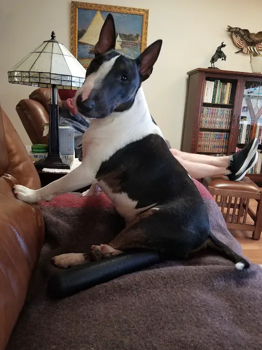 Old Town Veterinary Hospital Picture 1