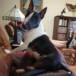 Old Town Veterinary Hospital