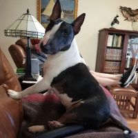 Old Town Veterinary Hospital ico