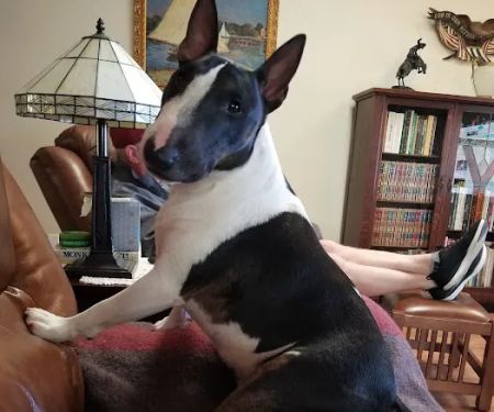 Old Town Veterinary Hospital