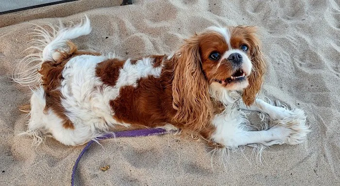 Old Town Veterinary Hospital Picture 2