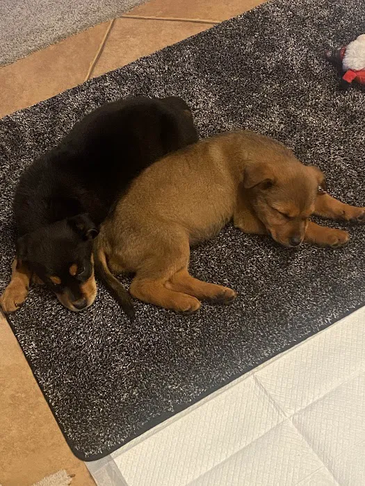 Old Town Veterinary Hospital Picture 6