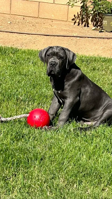 Old Town Veterinary Hospital Picture 7