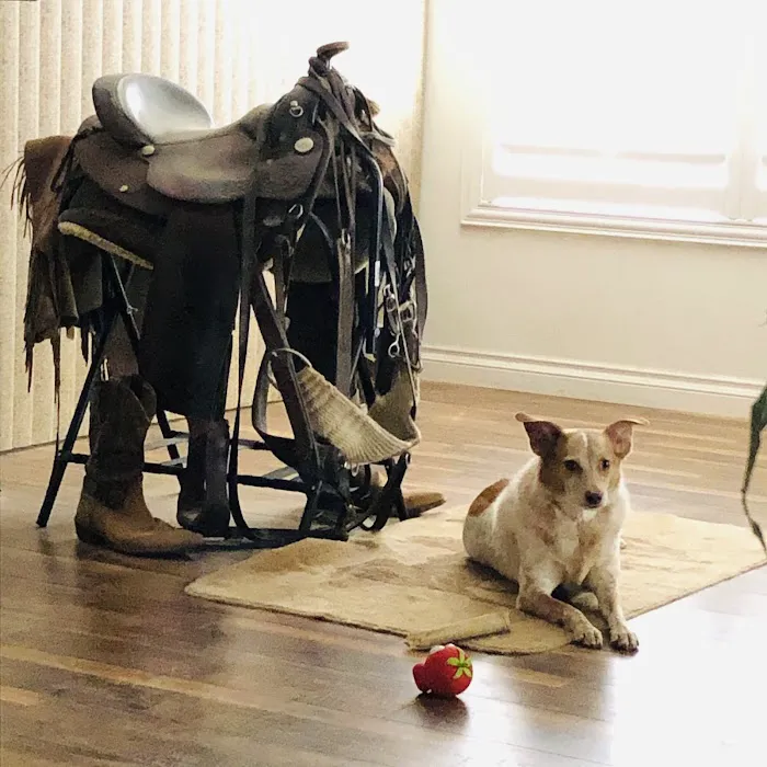 Old Town Veterinary Hospital Picture 9