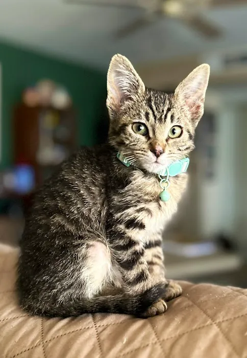 Old Town Veterinary Hospital Picture 8