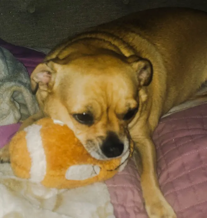 Old Town Veterinary Hospital Picture 5