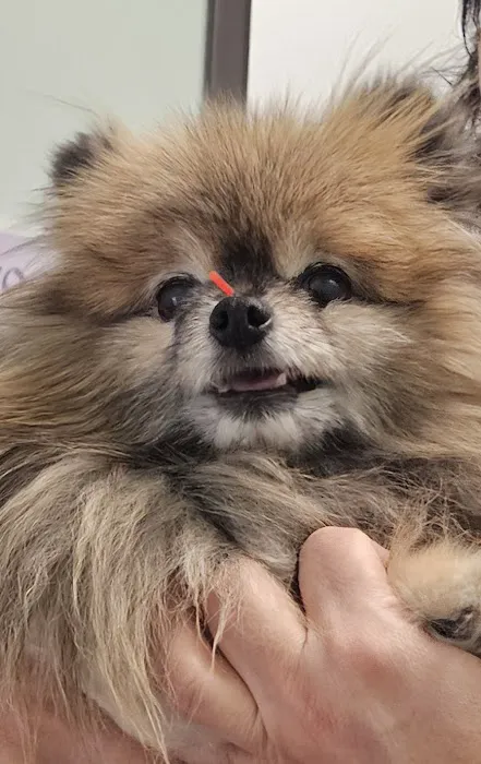 Serenity Holistic Vet Picture 2